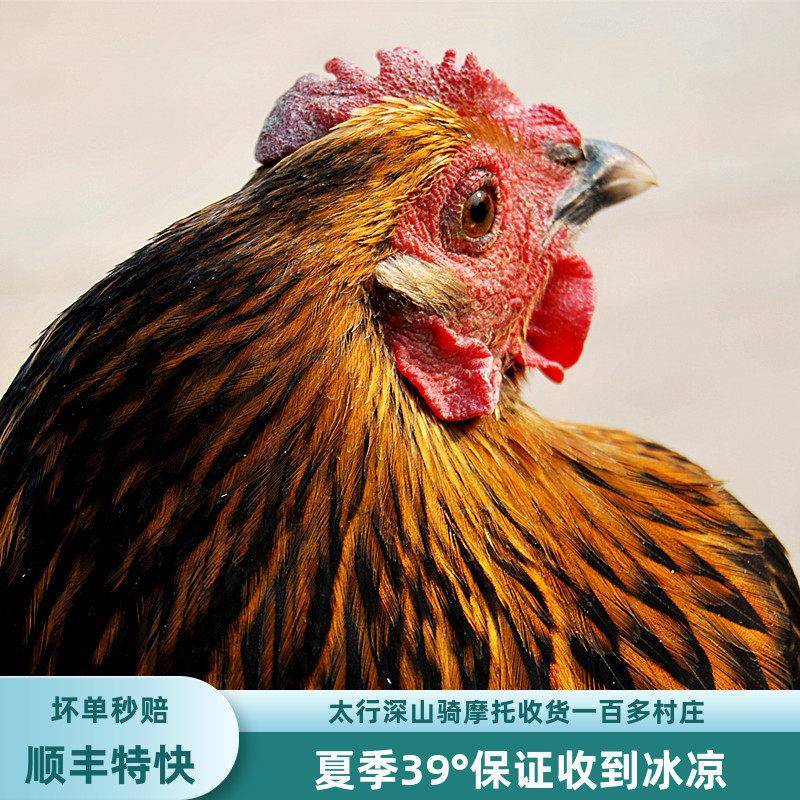 二年老母鸡纯土鸡农家散养走地鸡农村放养炖汤笨鸡肉新鲜现杀整只