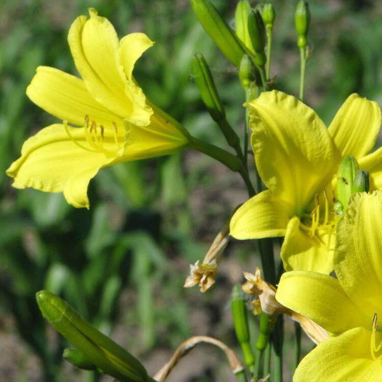 基地供应花卉草花黄花金娃娃萱草小苗地被绿化苗低价促销盆栽