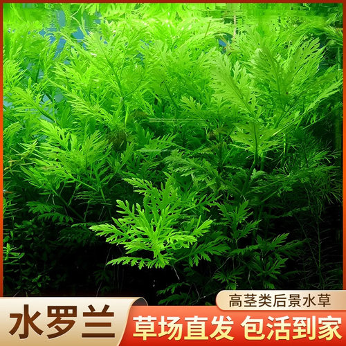 蜈蚣草罗兰水草水草植物水培肥料