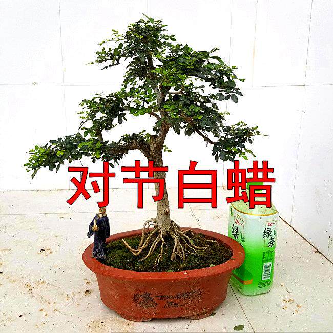 对节白蜡小树桩 盆景素材湖北京山原产地销售观叶阳台植物