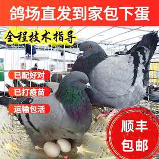 鸽子活物一对大体落地王鸽种鸽元宝鸽下蛋繁殖观赏鸽信鸽肉鸽幼鸽