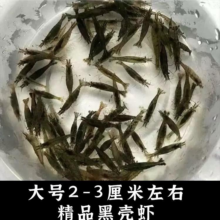 大号黑壳虾鱼缸水族工具虾除藻虾乌龟饲料清洁虾观赏虾2-3cm