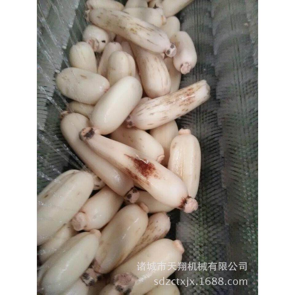 天翔供应莲藕去皮机红薯清洗机毛辊去皮机效果就是好