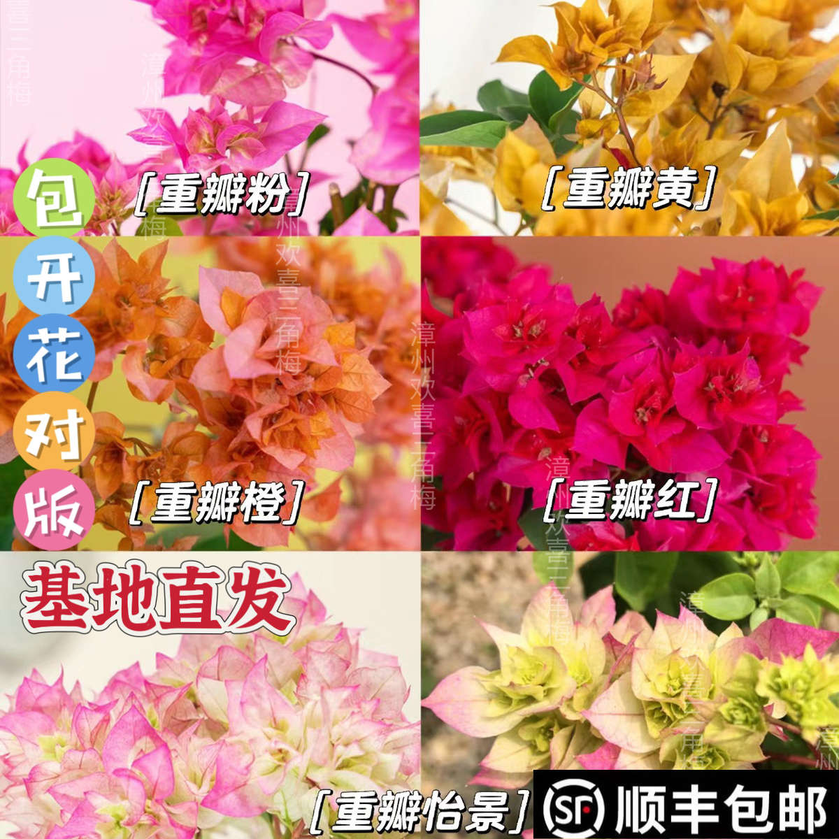 重瓣三角梅盆栽高飘红黄粉橙怡景勤花四季开花阳台庭院爬藤花卉
