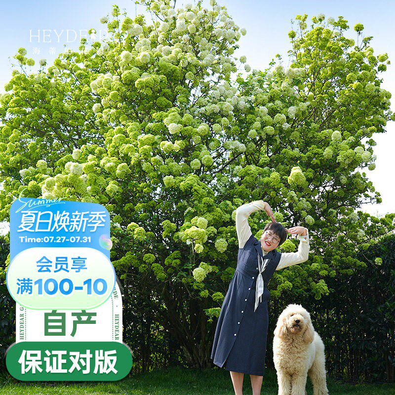 海蒂的花园中华木绣球斗球灌木花卉庭院大型造景木本植物盆栽树苗