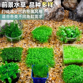 迷你矮牛毛爬地珍珠天湖懒人鱼缸造景水草坨草淡水活体植物前景草