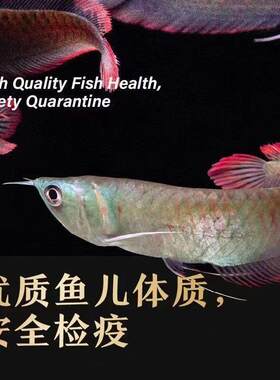 七彩银龙鱼活体大型热带观赏鱼风水招财鱼练手龙鱼
