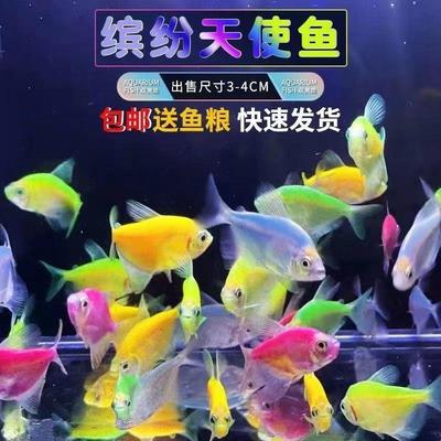 【大个头好养】天使鱼好养易活热带鱼观赏鱼懒人新手小型群游小鱼