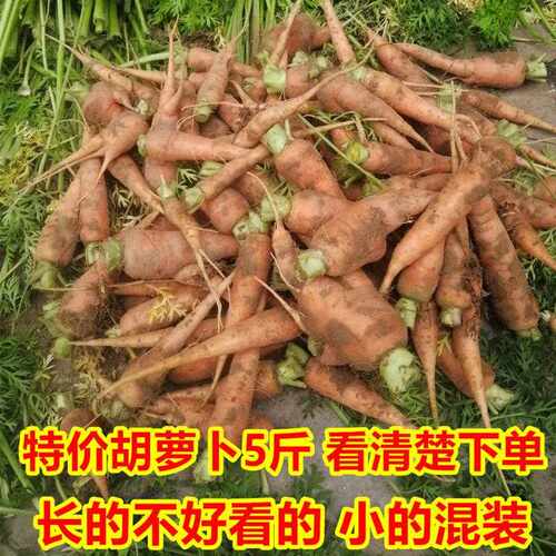 （挑剩下的）特价胡萝卜5斤 小的长的不好看的挖断的混装 看清楚