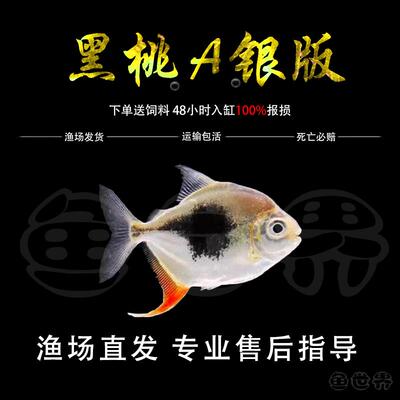 银板鱼粗线黑桃a鱼活体豹点虎纹非洲金鼓金银鼓鱼中层热带龙配鱼