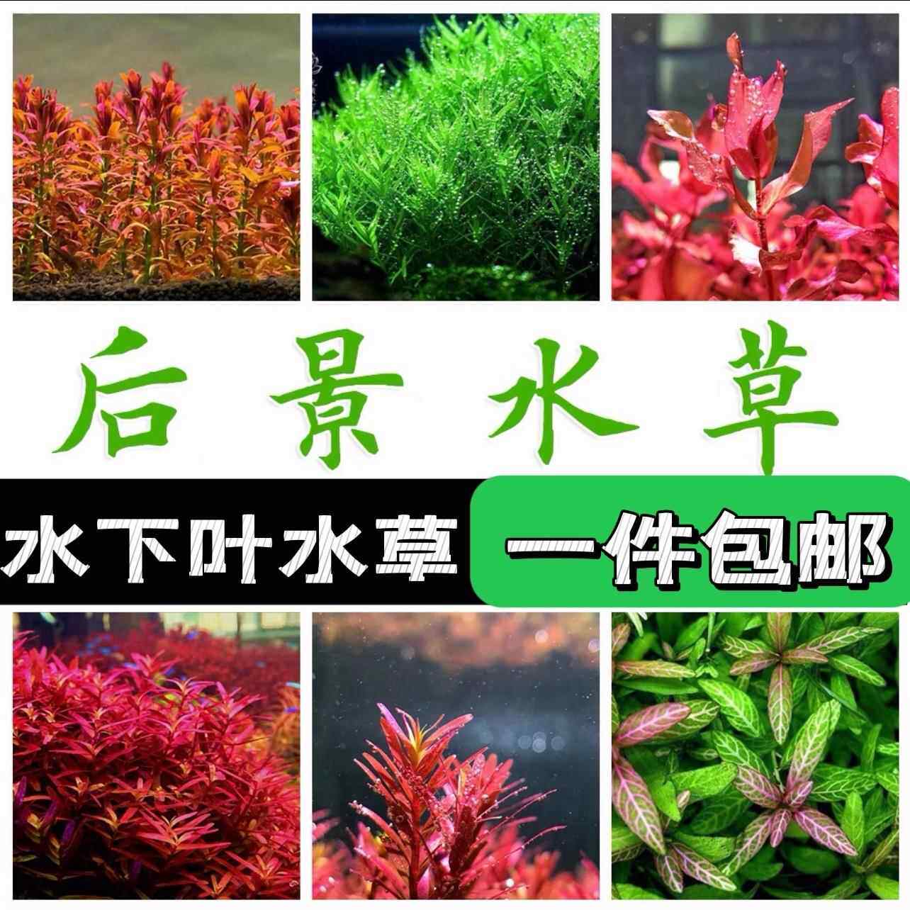 真水草大水兰小水兰扭兰龙舌兰赖养前后景新手鱼缸造景水韭菜Y523