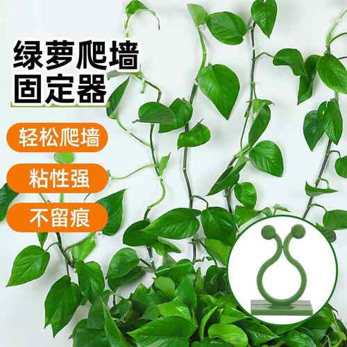 绿萝月季垂吊植物爬墙上固定器新款攀岩爬夹卡子挂钩强力粘爬藤杆