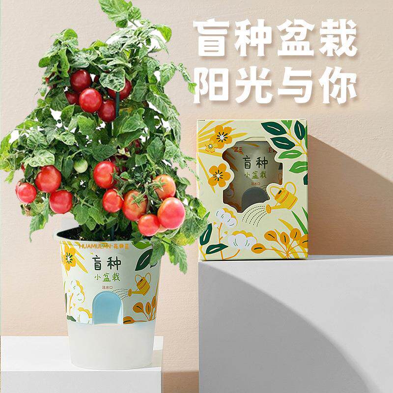 包邮儿童小盆栽DIY种植植物生长观察 幼儿园学校活动礼物开心农场