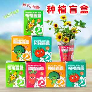 种植盲盒儿童植物盆栽小盆栽幼儿园观察植物小学生种子迷你