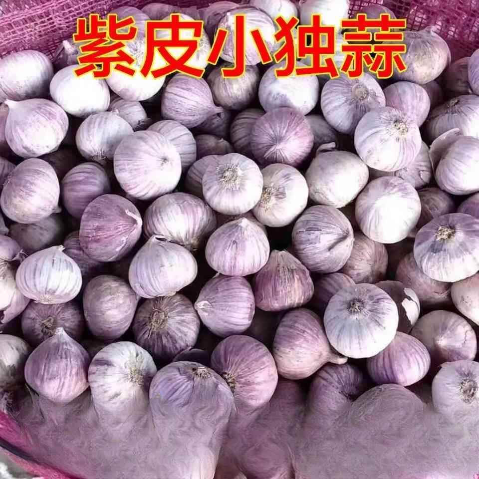独头蒜头云南紫皮小蒜蒜干独蒜袖珍小香蒜珍珠小蒜特价直径极小