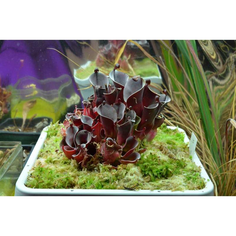 【小太阳瓶子草 H.minor】稀有食虫植物 适合造景 趣味绿植盆栽