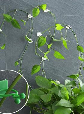 Traceless Adhesive Hooks Green Ivy Wall Climber Fixator Plan