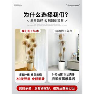 千年木客厅绿植大型植物盆栽造景室内七彩铁龙血树落地式好养真树