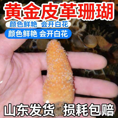 黄金皮革手指珊瑚海缸活体珊瑚lps开白花新手练手珊瑚皮实好养