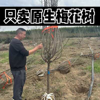 梅花耐寒苗圃现挖先发绿梅红梅树苗榆叶梅庭院栽种好养地栽绿化树