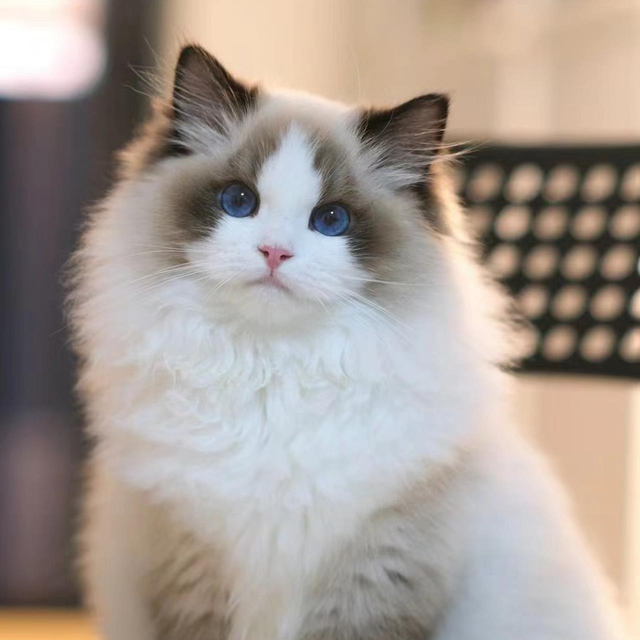 纯种布偶猫幼猫宠物猫纯种幼猫蓝双海双山猫蓝眼睛仙女布偶成年猫