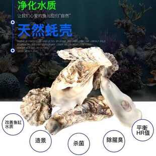 天然蚝壳牡蛎壳锦鲤鱼池鱼缸专用滤材过滤材料稳定PH值增加钙水质