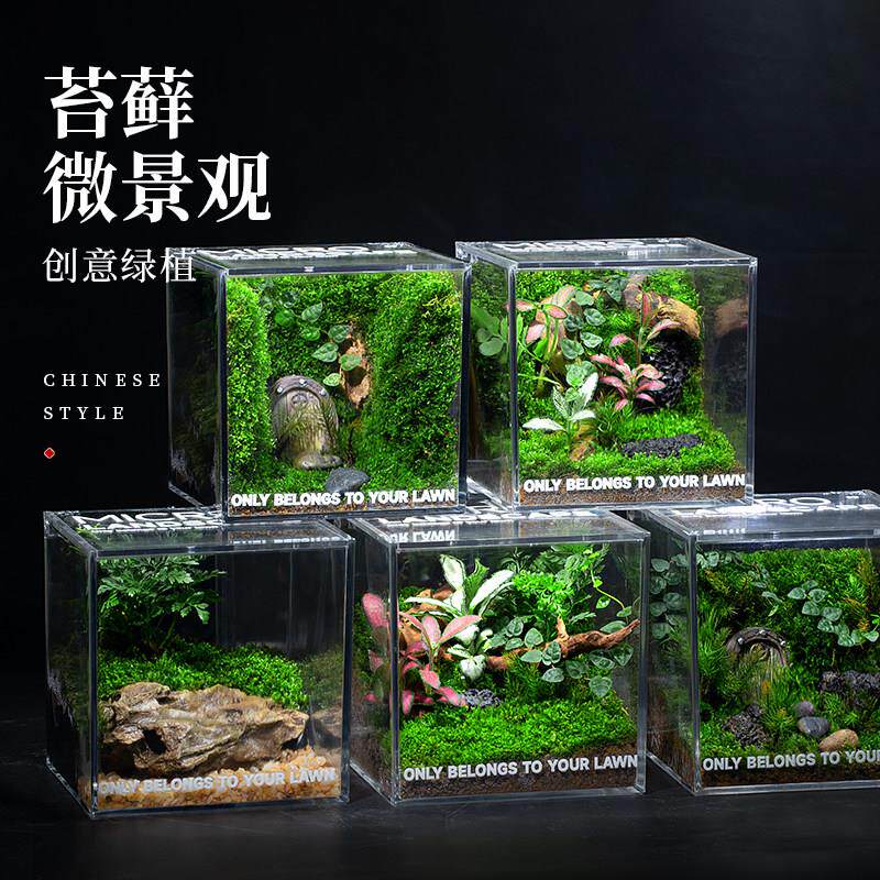 生态景观苔藓微雨林缸造景办公桌面植物盆景成品发货生态瓶送礼物