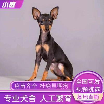 纯种赛级迷你铁包金小鹿犬幼犬活体棕色迷你杜宾犬小型犬宠物狗狗