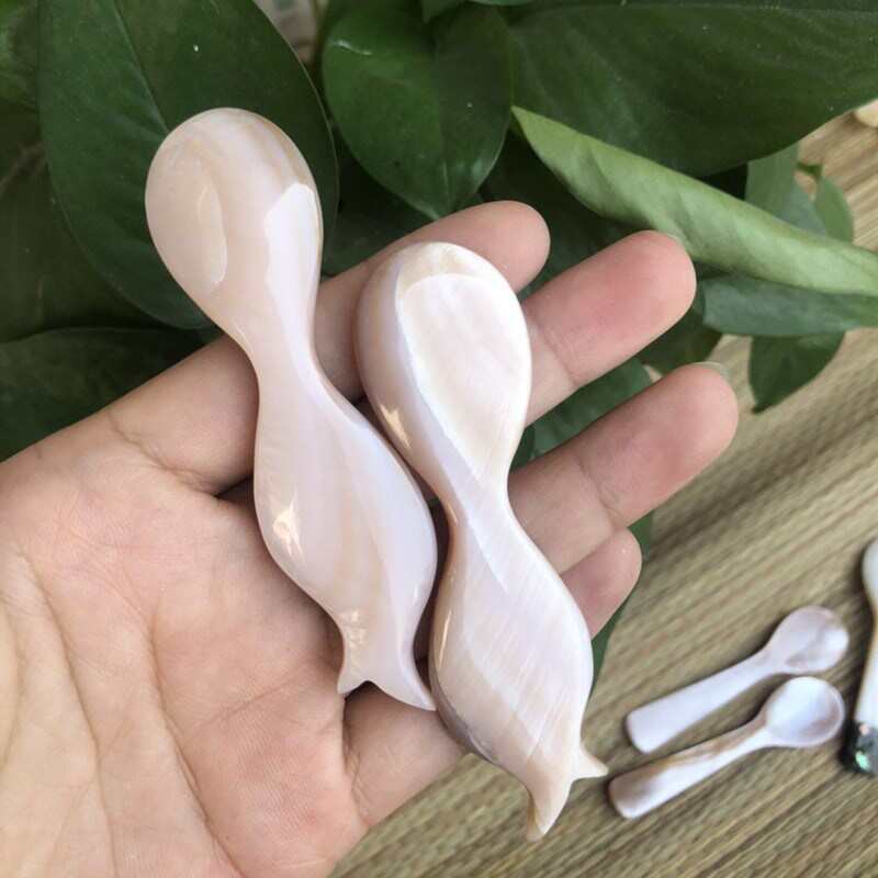 Natural conch shells spoon salt fish small spoon caviar dess