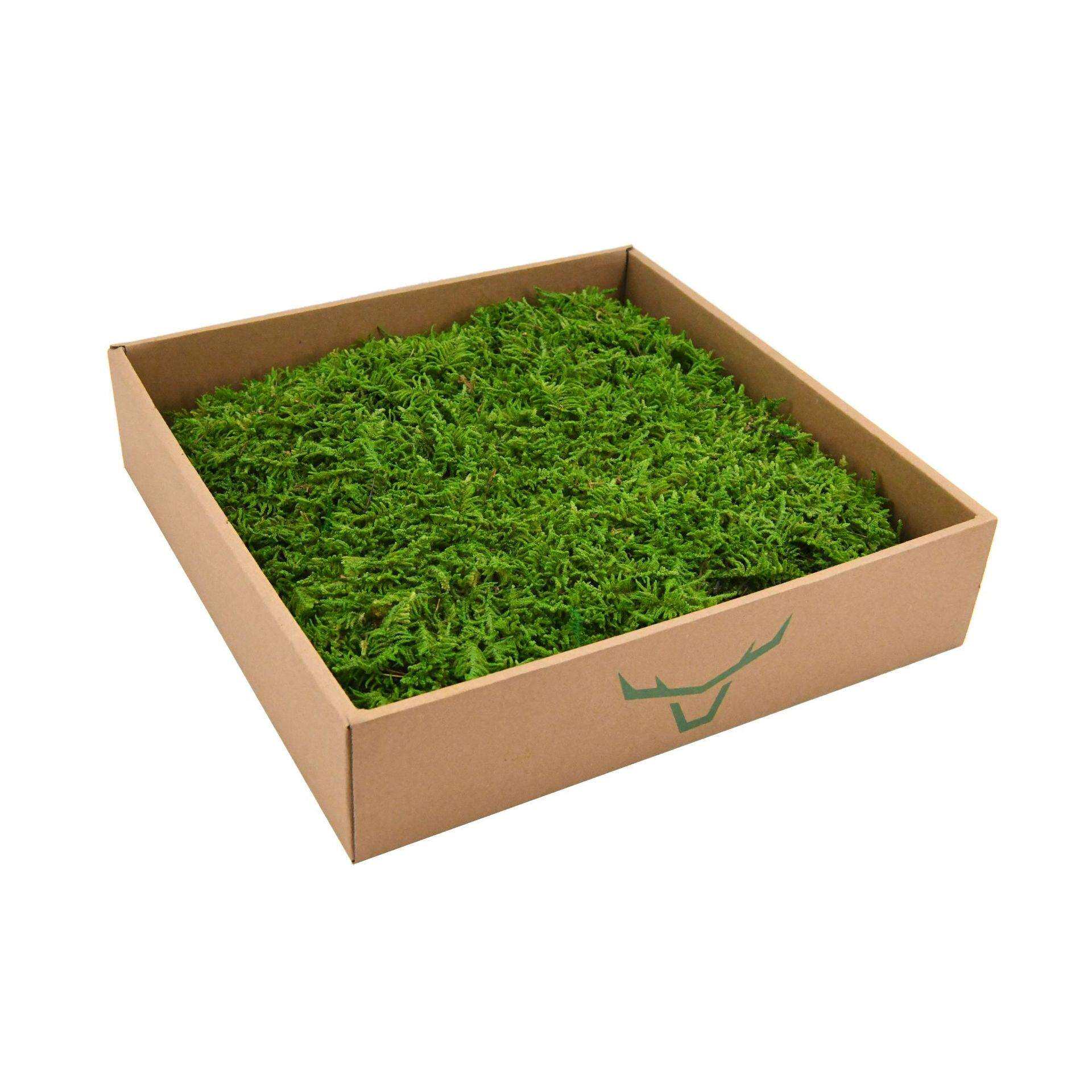 山水造景铺面植物苔藓微景观装饰大灰藓小灰藓白发藓羊毛藓