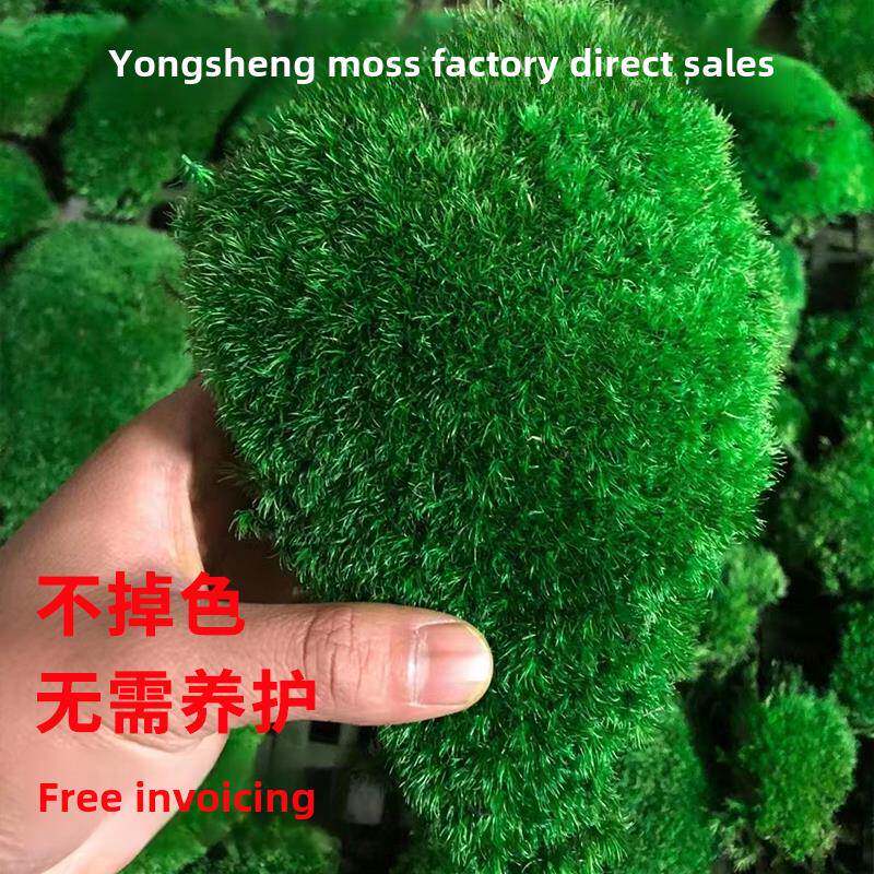 永恒苔白色头发大灰苔植物墙面装饰苔绿色植物彷生干景观室内景观