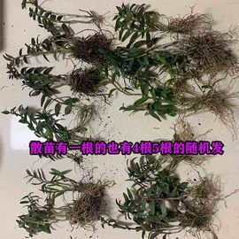 正宗红杆软脚铁皮石斛苗花卉仿真绿植室内盆栽无土植物纯木屑种植