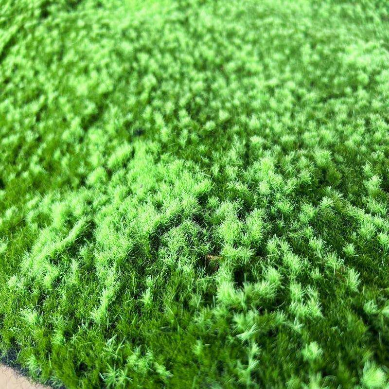二种颜色仿真苔藓地毯草坪绿植青苔墙园林软装假山沙盘橱窗造景