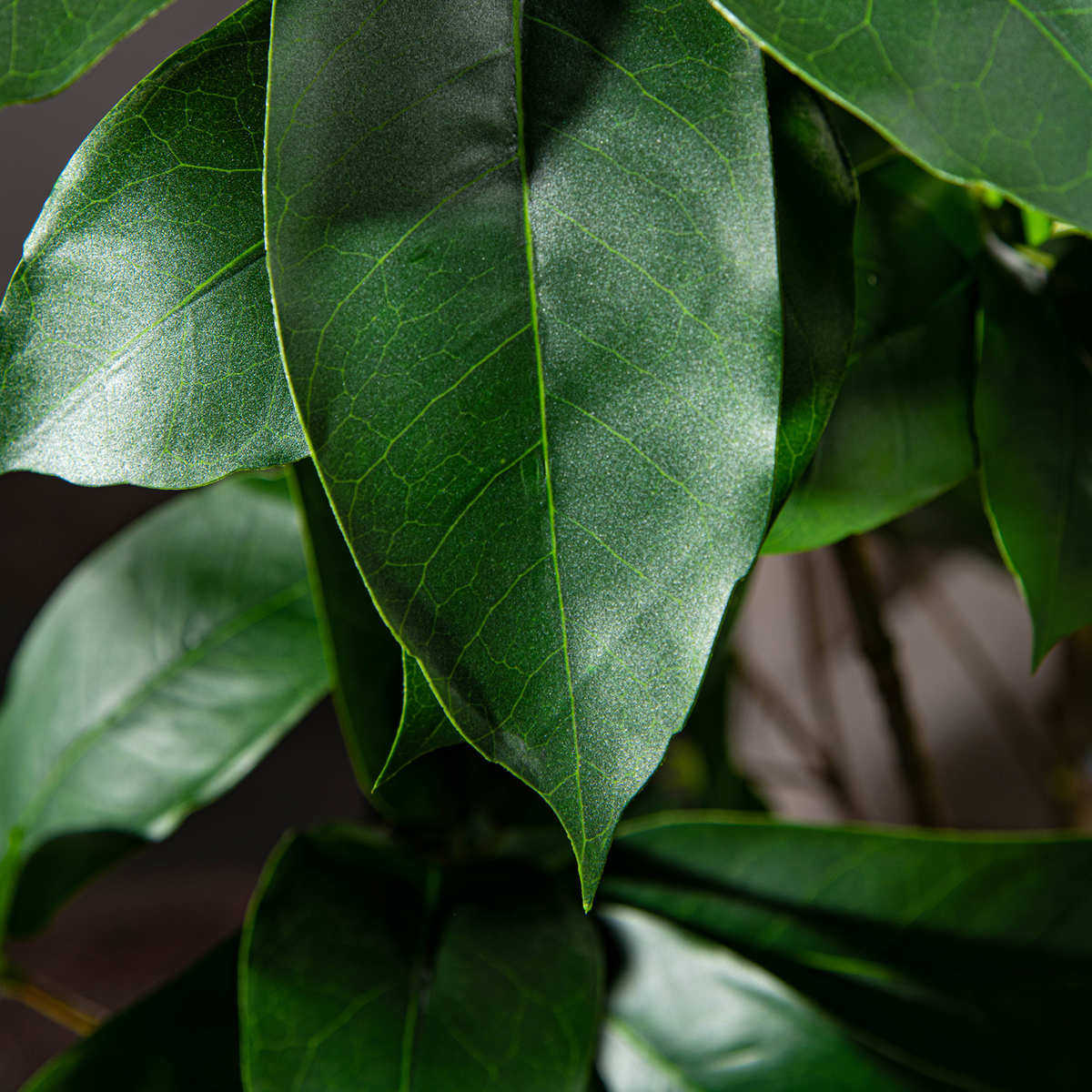 大型仿生植物盆景鸭脚木家居室内摆件客厅仿真绿植假花树造景装饰,鲜花速递/花卉仿真/绿植园艺,仿真绿植,淘宝优惠券,粉丝福利购,淘宝优惠卷