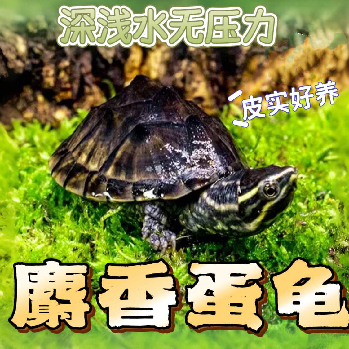 麝香龟 麝香苗 可深水冷水观赏龟外塘大苗小苗宠物龟 麝香蛋 龟苗