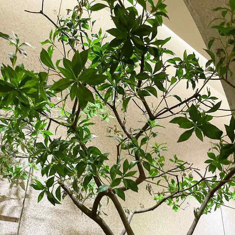 马醉装木绿大植造景仿真绿假植饰室内型景观仿马醉木设真树楼梯口
