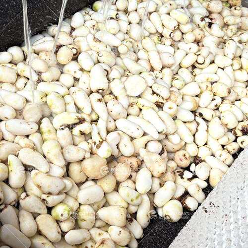 凤翔厂家直销芋头毛辊清洗机芋仔根茎类脱皮机全自动毛刷去皮设备