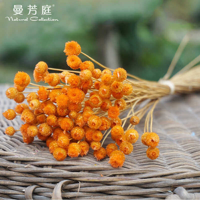 干花花艺拍照植物手工diy材道具插花花巴西干花花 小批发快乐