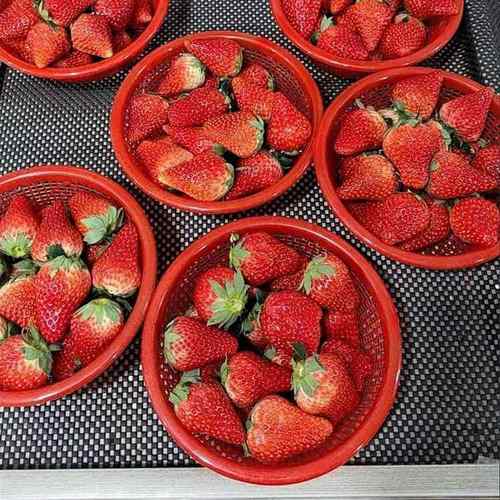 1斤圆形塑料草莓篮子樱桃杨梅篓采摘篮框子草莓盆水果包装兰