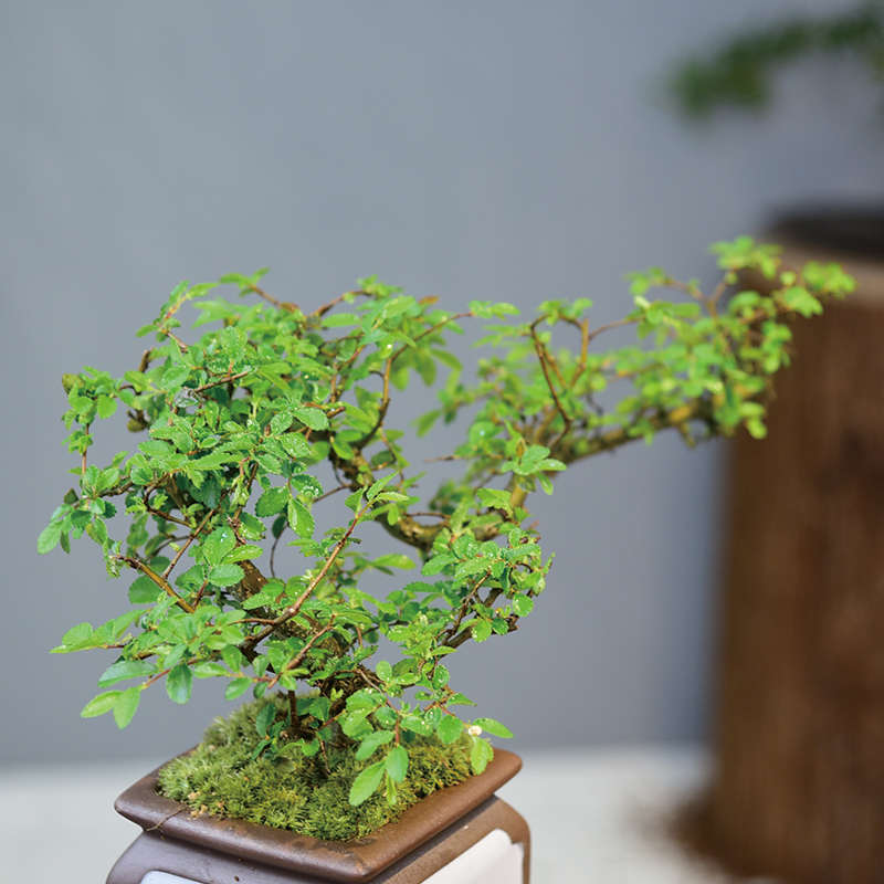 造型小叶榆树盆景老桩悬崖盆栽植物室内书房茶桌四季常青花卉绿植