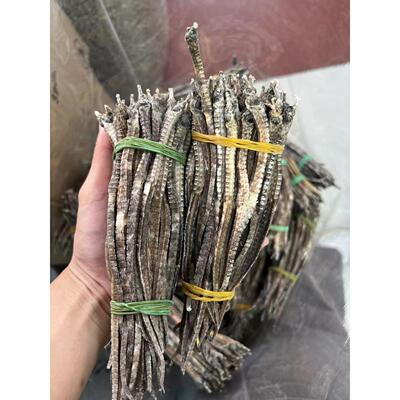 400头500g海龙海钻海尖干货入药打粉六角海龙四角足干商用