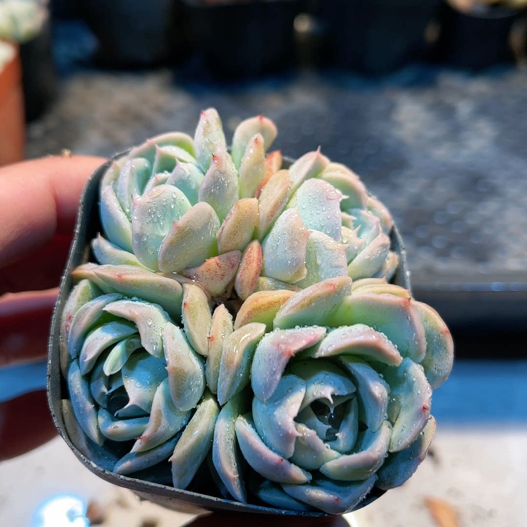 15多肉38包邮雅典娜33