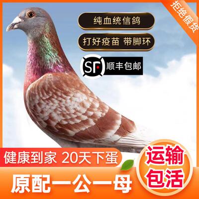 鸽子活一对观赏鸽信鸽赛鸽鸽子小鸽活物幼鸽活体原配种鸽血统