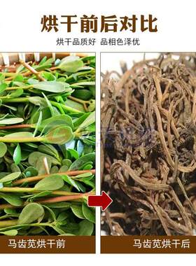 型马齿苋干烘干机网带式马齿菜苋大MQN干马齿草干燥机马齿菜烘设