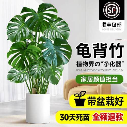龟背竹客厅大盆栽老桩植物办公室大型绿植室内盆景净化空气