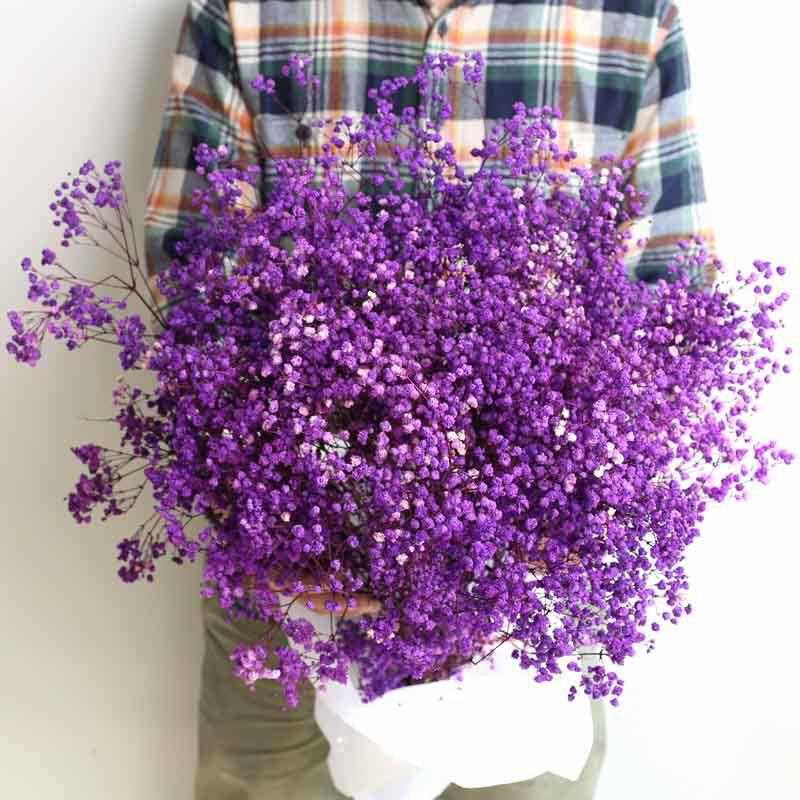 永生满天星整束吸色伊洛斯插花DIY花材婚庆装饰云南厂家直供