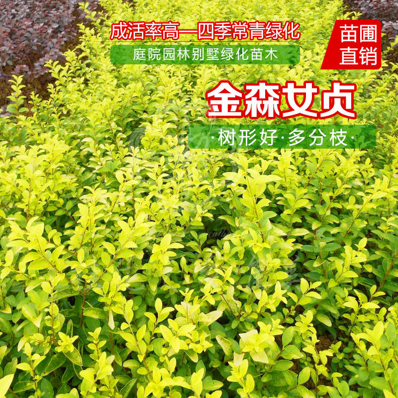 绿化色块庭院球型树苗女贞金叶小区金森绿篱女贞树苗耐寒四季常青