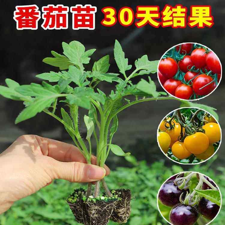 春季蔬菜苗幼苗番茄秧苗当年千禧圣女果矮生西红柿秧苗盆栽番茄苗,鲜花速递/花卉仿真/绿植园艺,种苗/半成品盆栽,淘宝优惠券,粉丝福利购,淘宝优惠卷