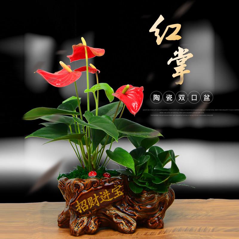 红掌植物室内鸿运当头桌面中国风招财盆景一帆风顺六月雪花卉盆栽