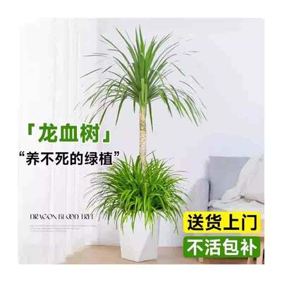 龙须树盆栽大型客厅多头绿植办公室内龙血树造型小苗带土老桩盆景